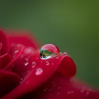 WebP image before conversion